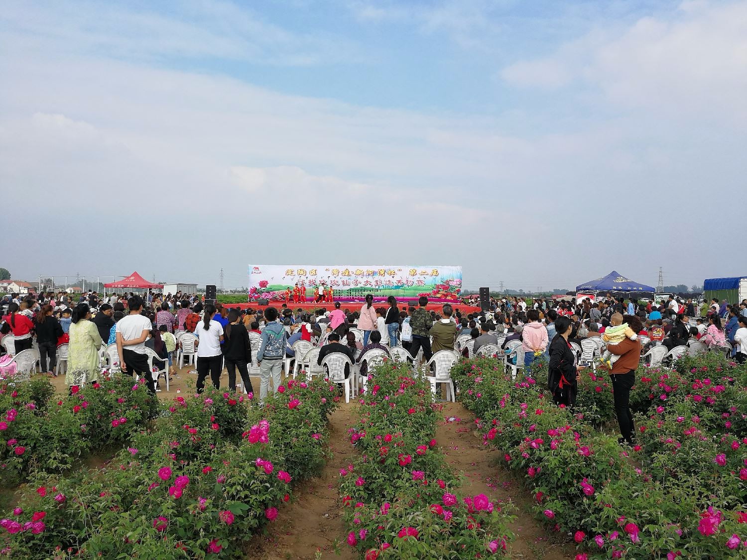 大略要花价格